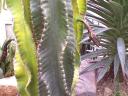 appendage cactus